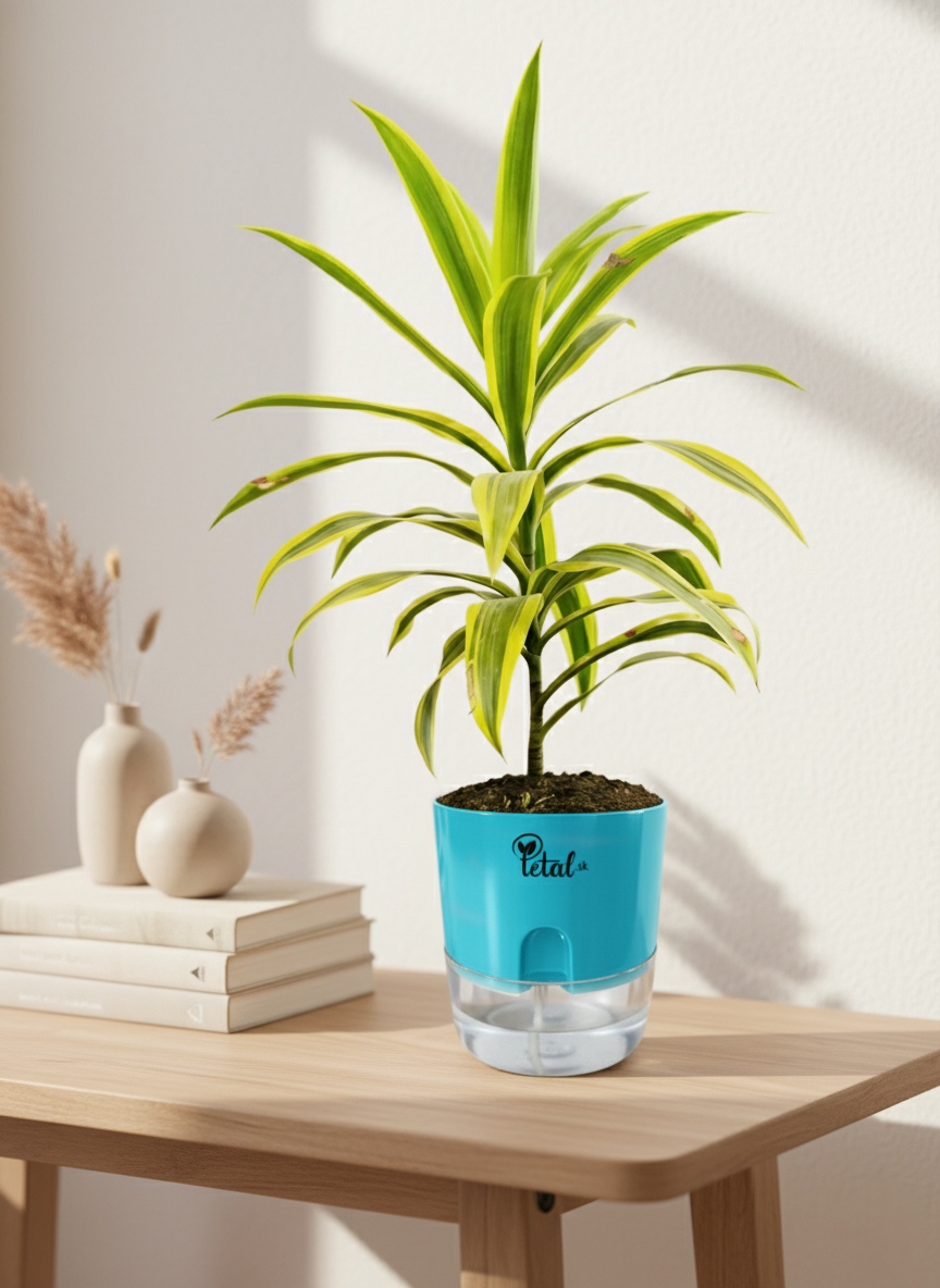Dracaena reflexa With Self Watering Pot