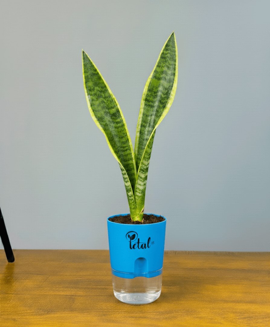 Snake Plant With Self Watering Pot