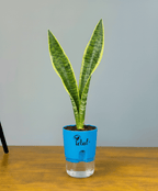 Snake Plant With Self Watering Pot