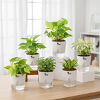 Set of 6 Air Purifier Indoor Plants – High Oxygen, Low Maintenance