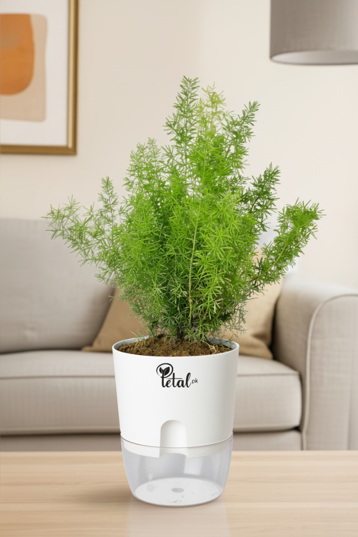 Asparagus Fern - With Self Watering pot