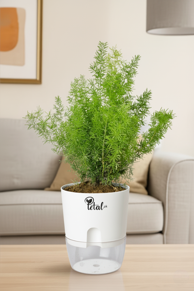 Asparagus Fern - With Self Watering pot
