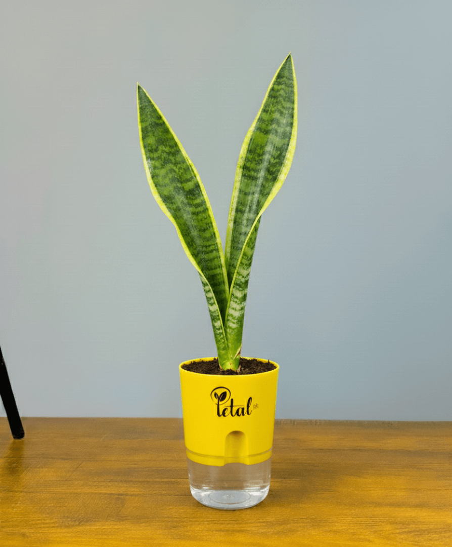 Snake Plant With Self Watering Pot
