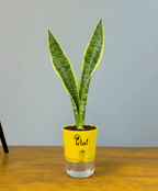 Snake Plant With Self Watering Pot
