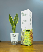 Snake Plant With Self Watering Pot