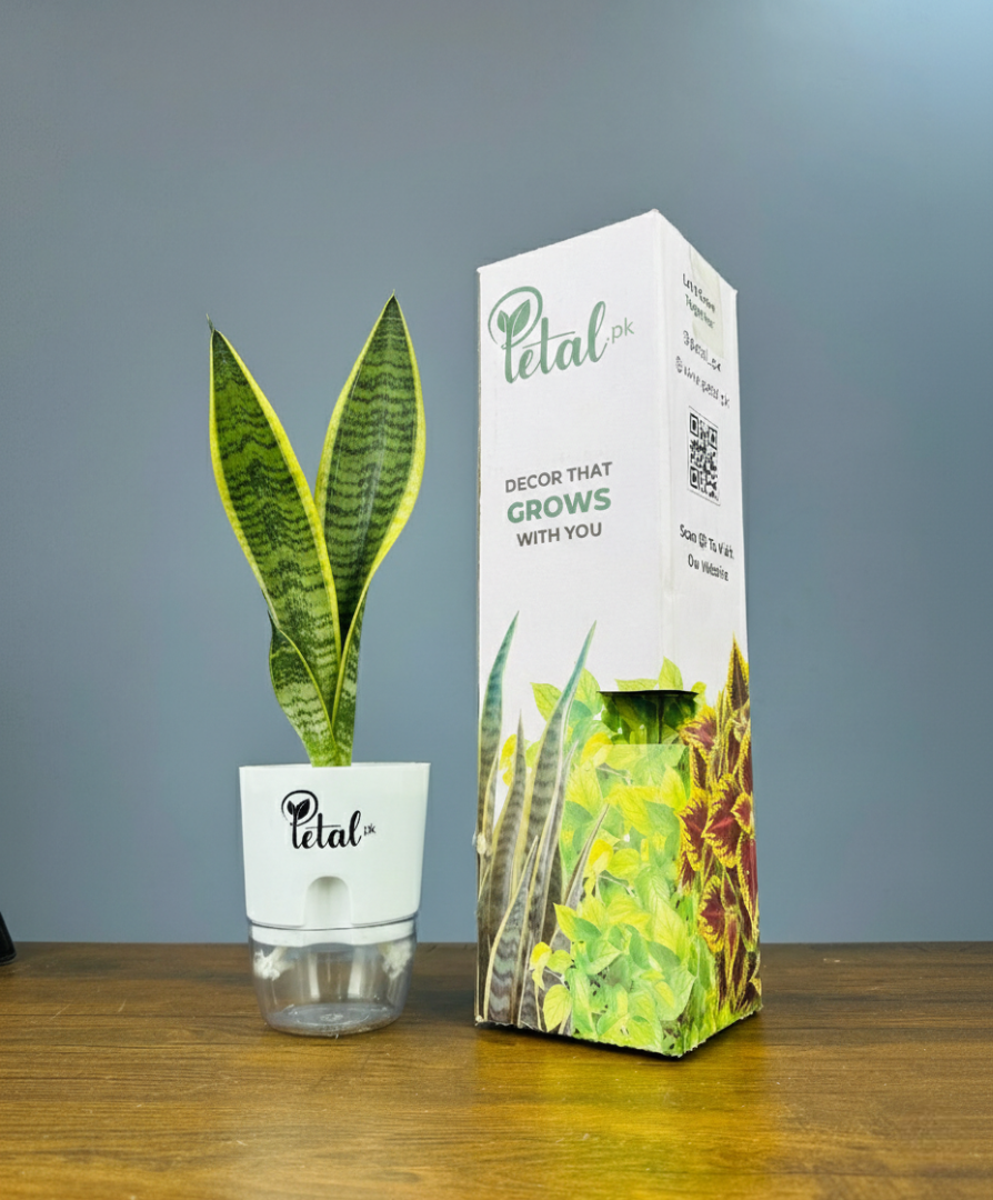 Bundle of 4 Plants with Self Watering Pots (Snake Plant, Jade Plant, Money Plant & Areca Plam)
