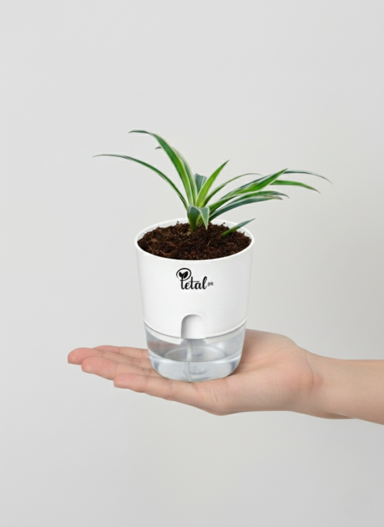 Spider Plant with Self Watering Plot