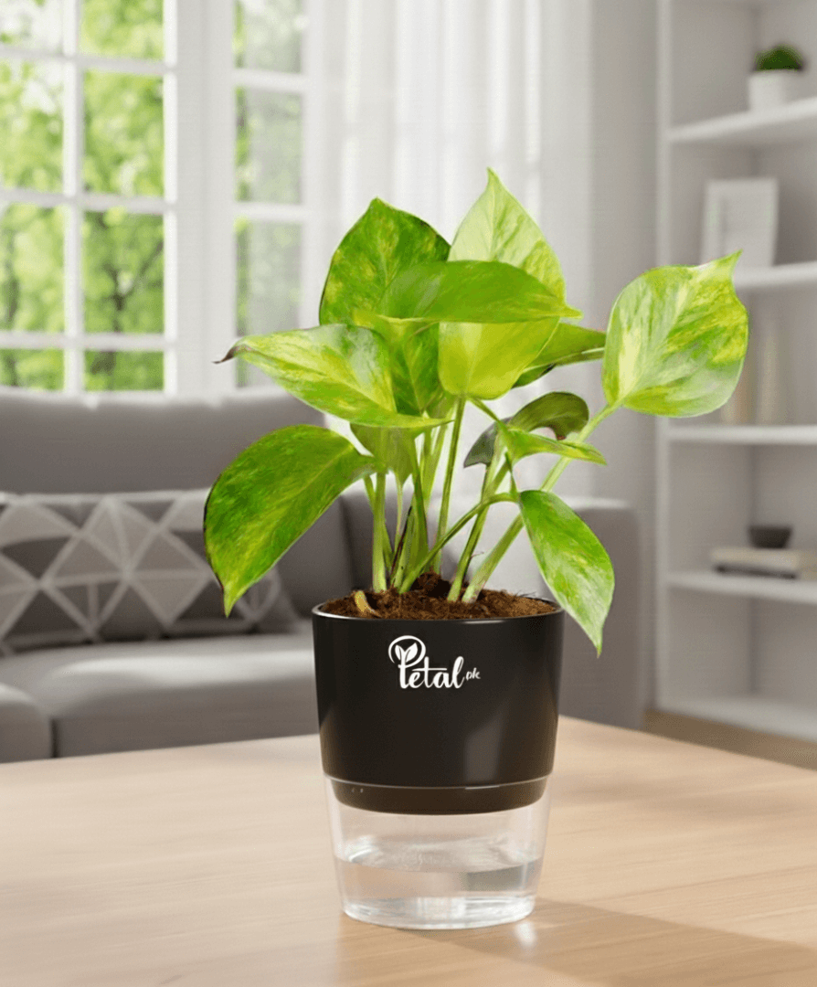 Money Plant With Self Watering Pot