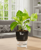 Money Plant With Self Watering Pot