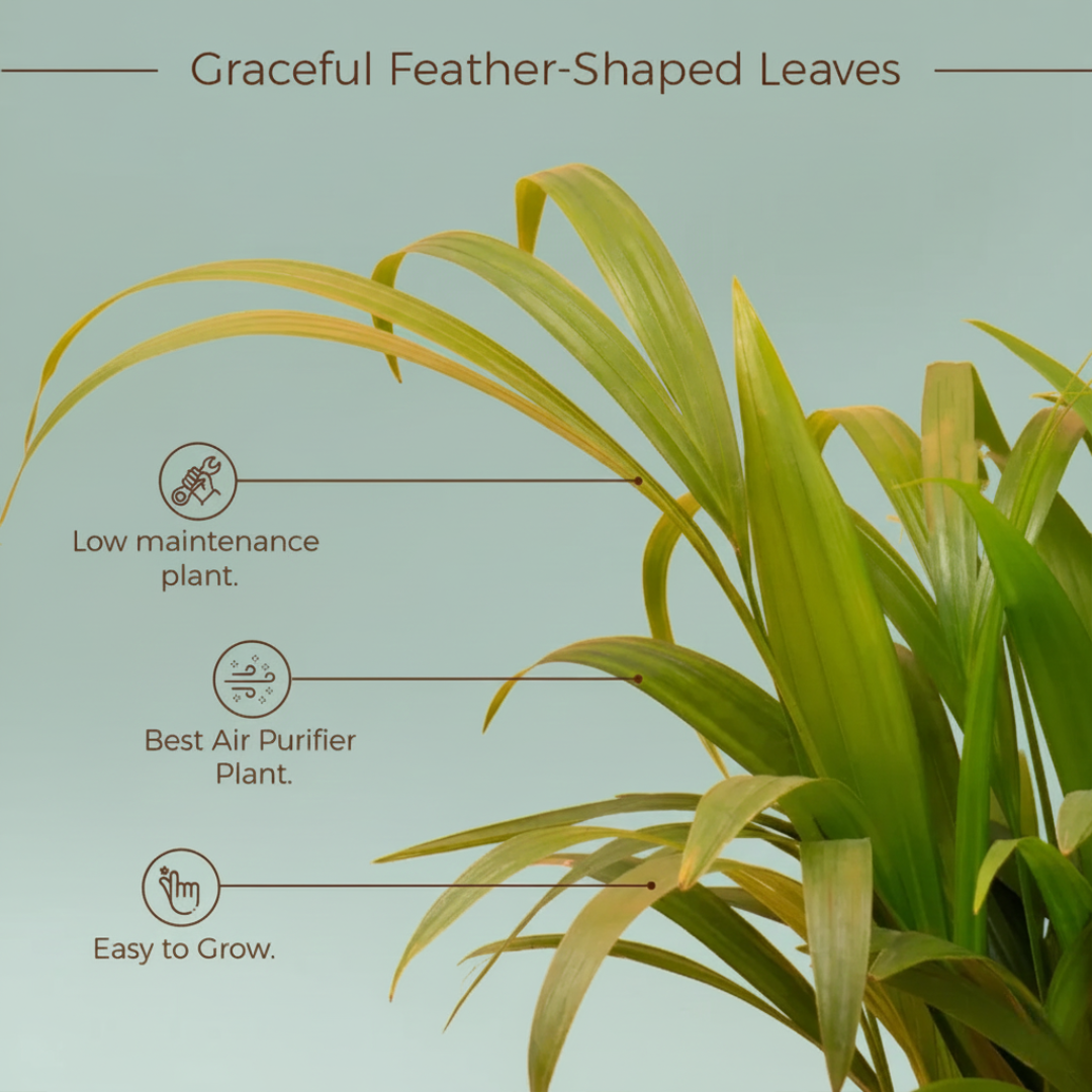 Areca Palm Plant With Self-Watering Pot