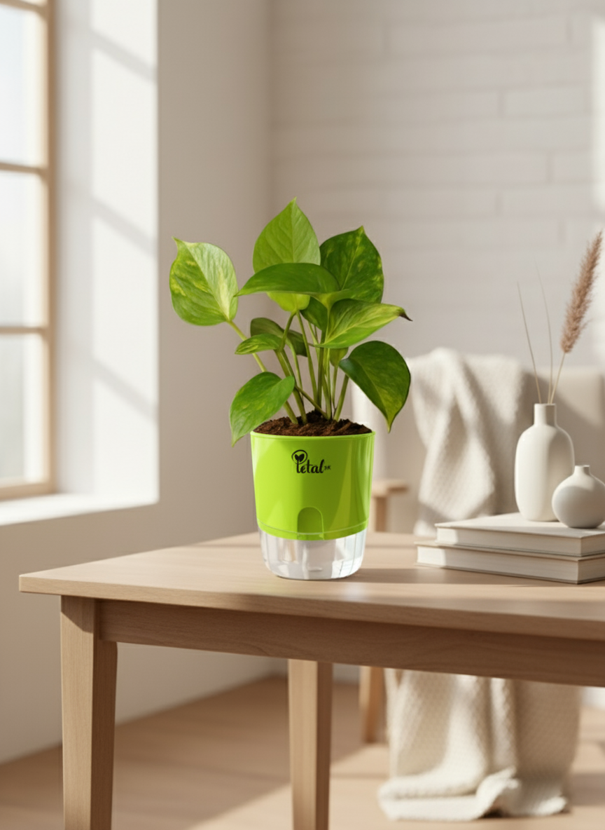 Money Plant with Self Watering Pot