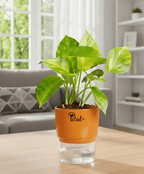 Money Plant With Self Watering Pot