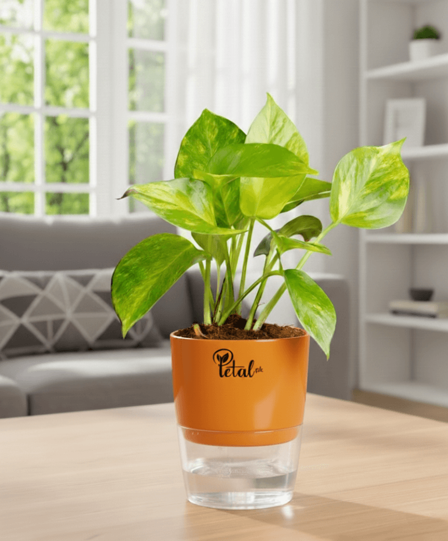 Money Plant With Self Watering Pot