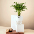 Areca Palm Plant With Self-Watering Pot