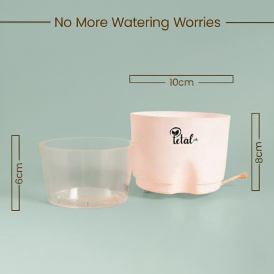 Jade Plant With Self Watering Pot