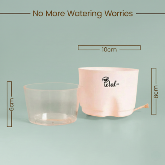 Peperomia Green Plant - With Self Watering pot