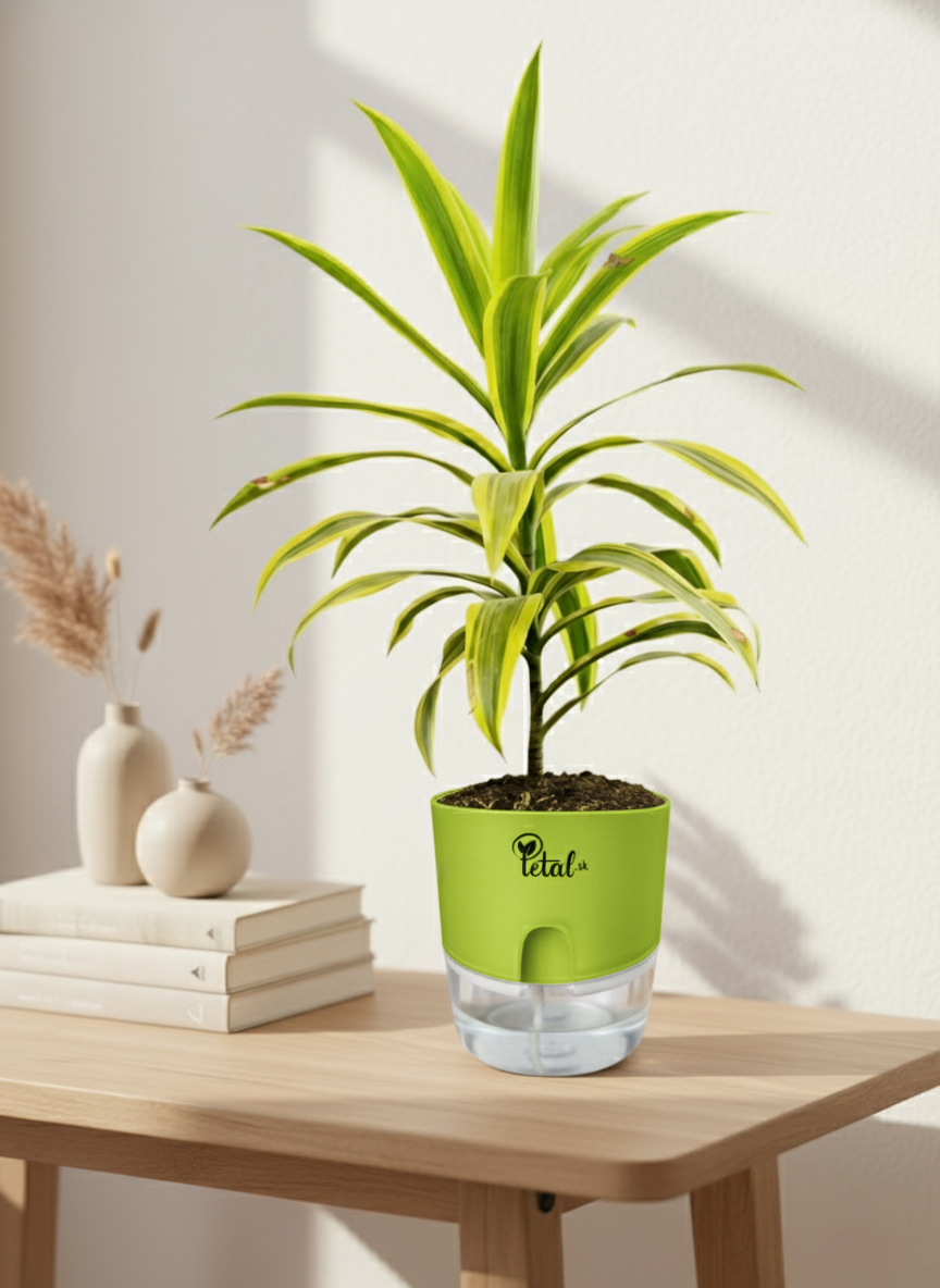 Dracaena reflexa With Self Watering Pot