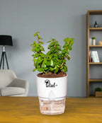 Jade Plant With Self Watering Pot Lucky Plant