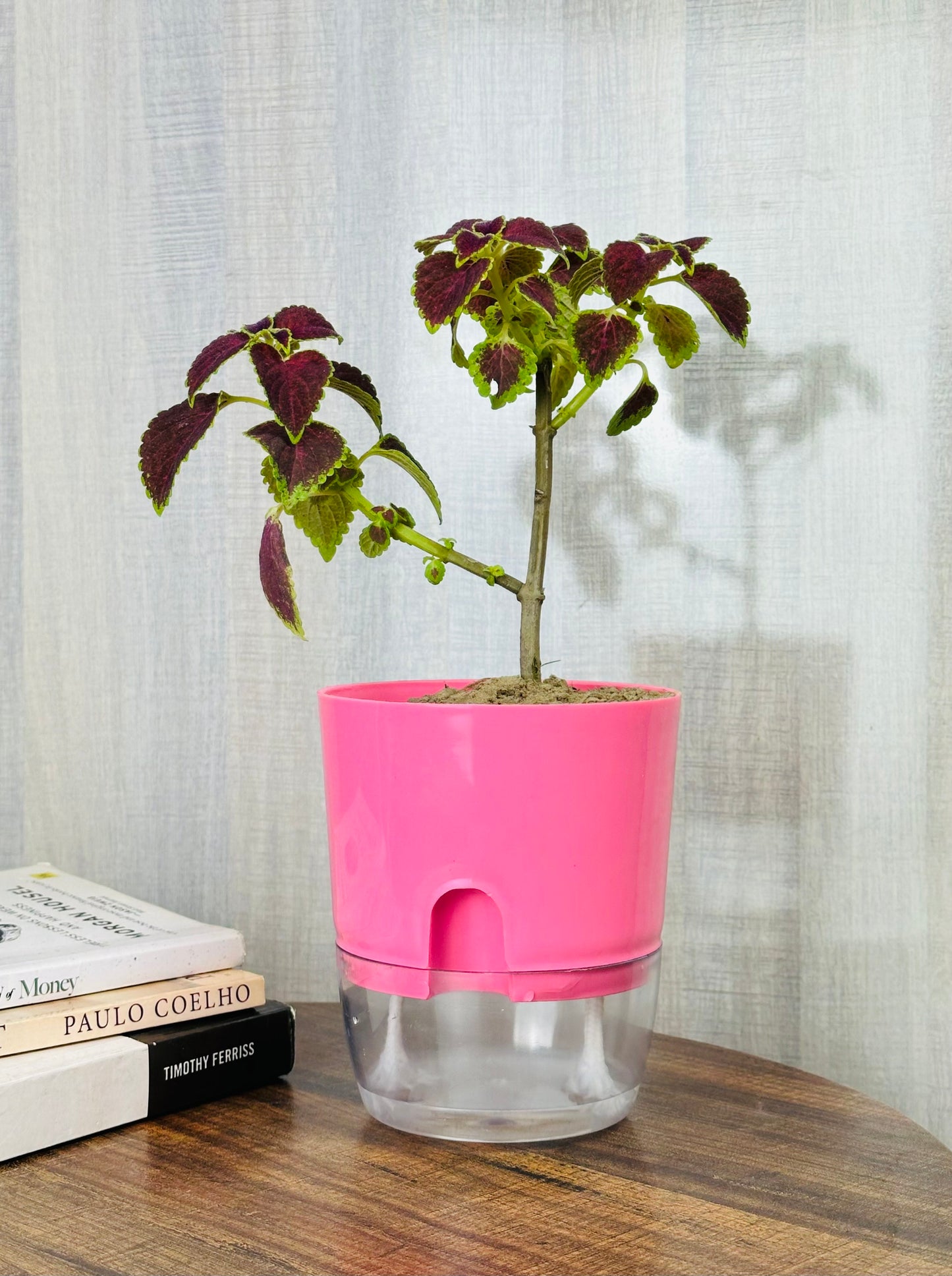 Coleus Red Heart Plant with Self Watering Pot