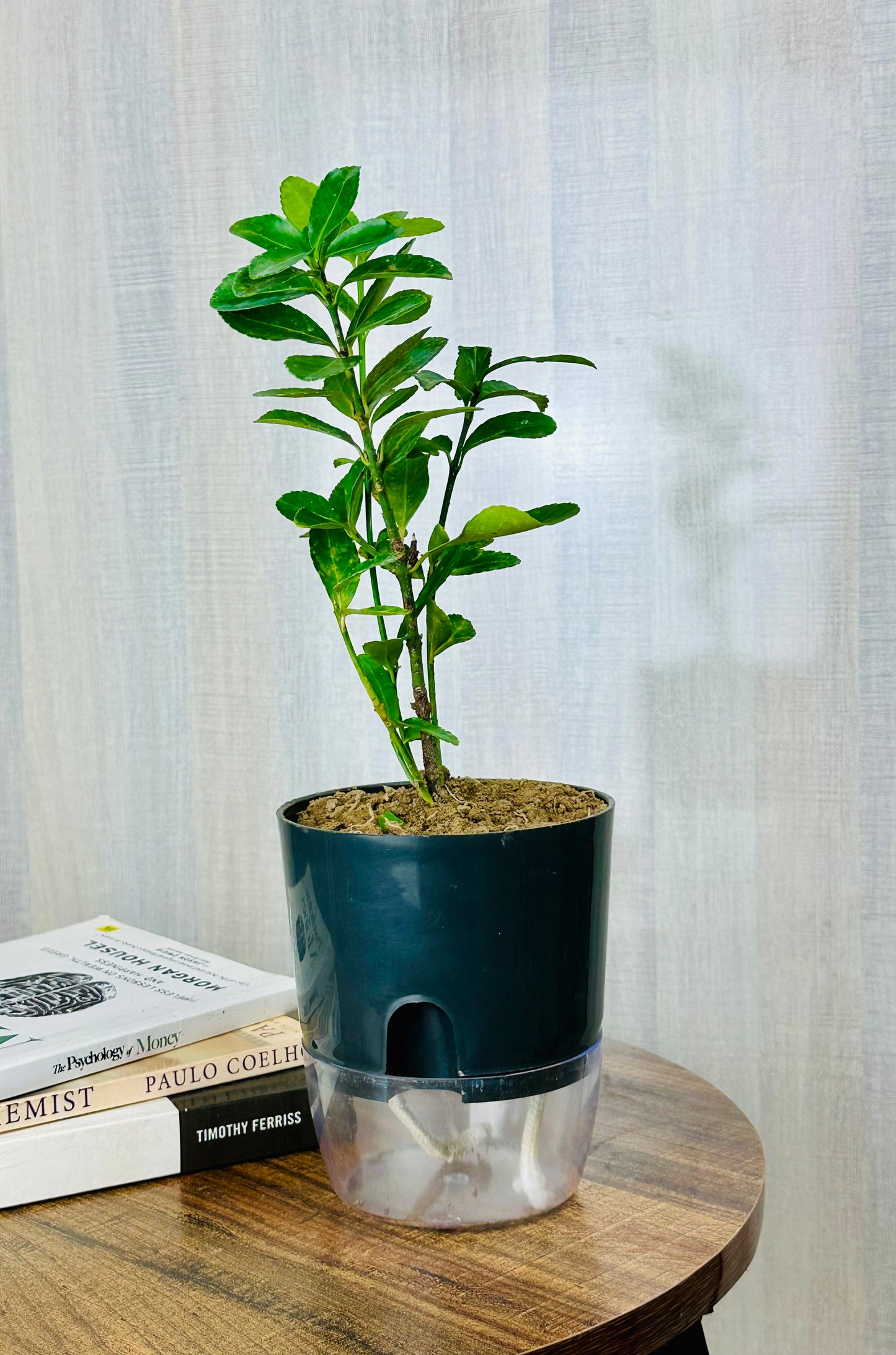 ZZ Plant with Self Watering Pot