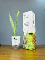 Sansevieria Snake Plant With Self Watering Pot
