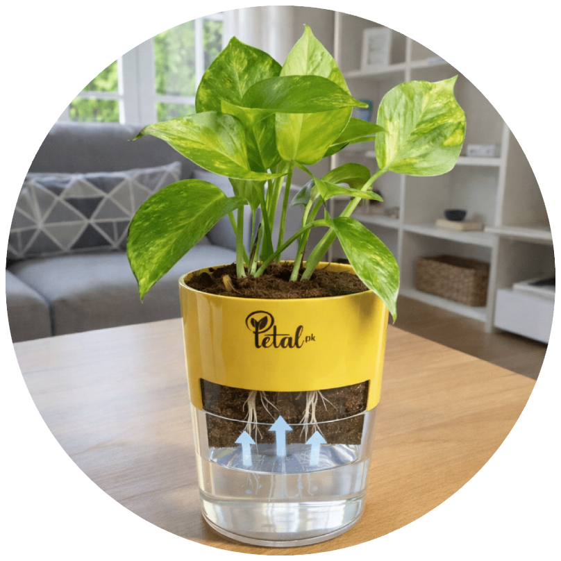 self watering pot for money tree Money Plant With Self Watering Pot – Petal.pk