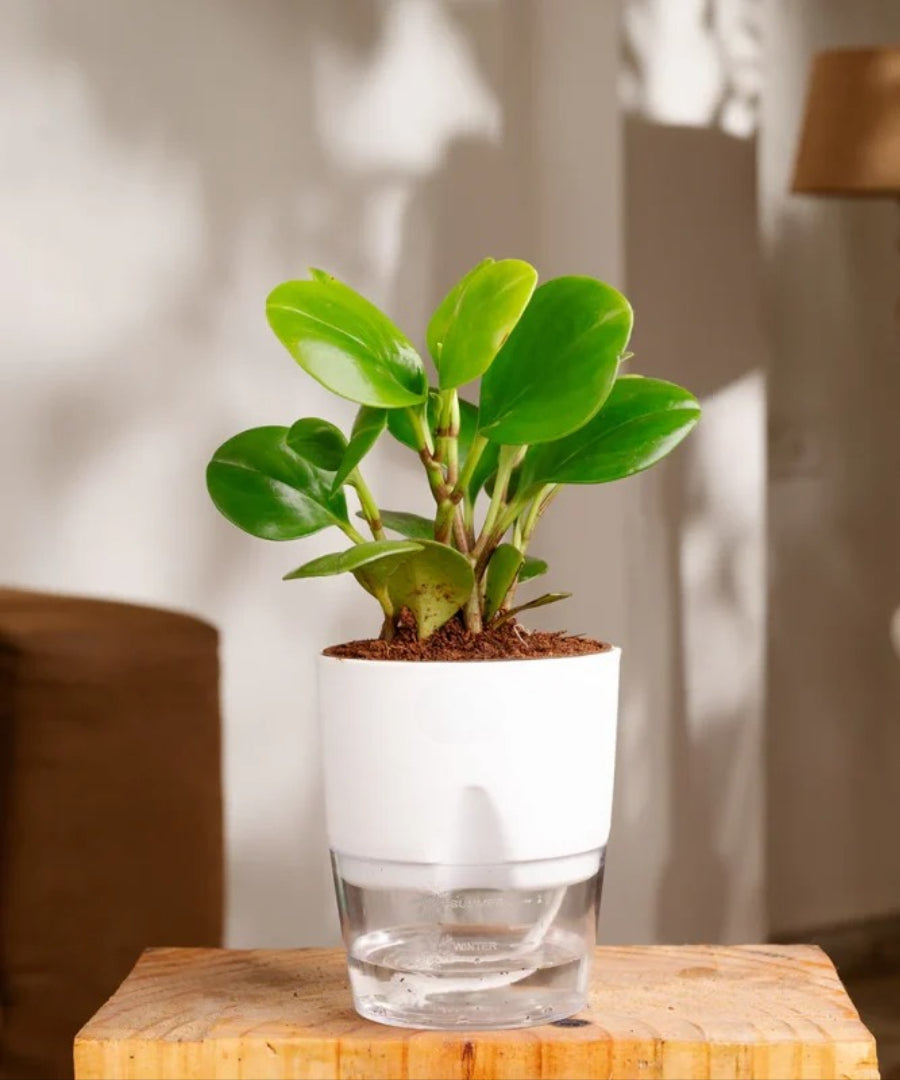 Peperomia Green Plant - With Self Watering pot