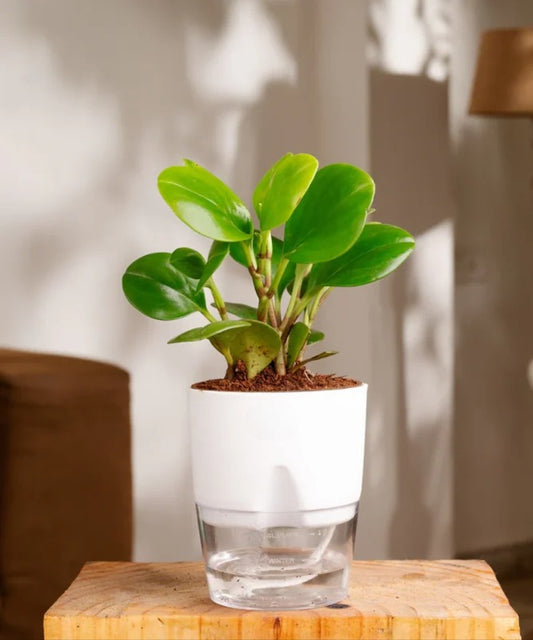 Peperomia Green Plant - With Self Watering pot