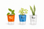 Set Of 3 Plants with Self Watering Pots - Money Plant, Green Bloodleaf Plant & Snake Plant