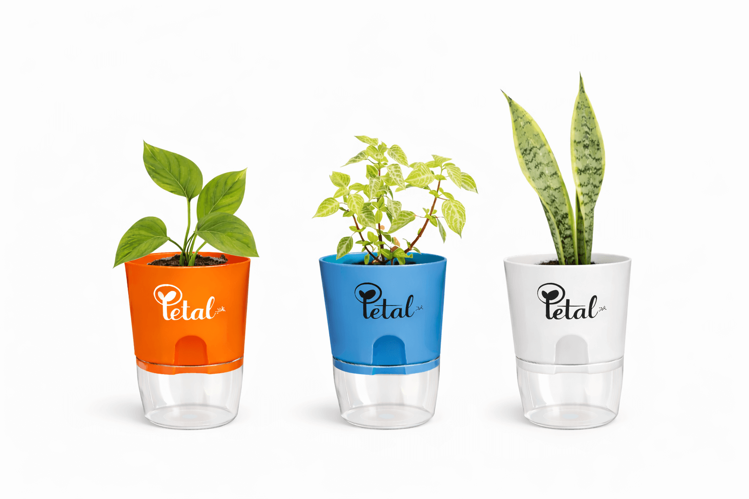 Set Of 3 Plants with Self Watering Pots - Money Plant, Green Bloodleaf Plant & Snake Plant