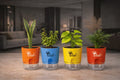 Bundle of 4 Plants with Self Watering Pots (Snake Plant, Jade Plant, Money Plant & Areca Plam)