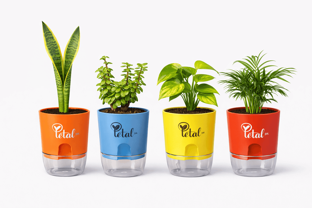 Bundle of 4 Plants with Self Watering Pots (Snake Plant, Jade Plant, Money Plant & Areca Plam)