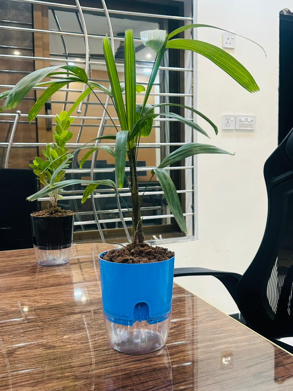 Areca Palm Plant With Self-Watering Pot
