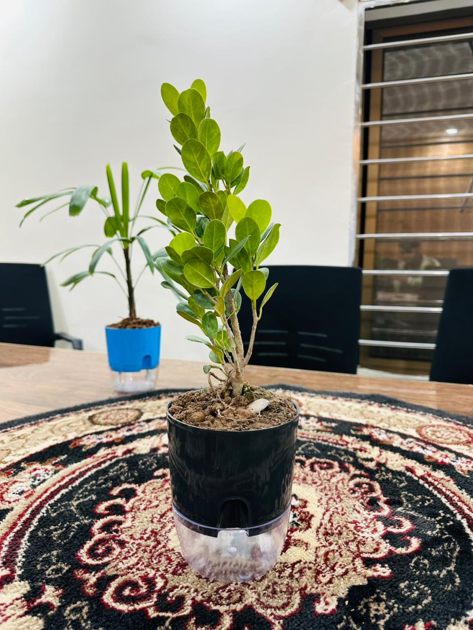 ZZ Plant with Self Watering Pot