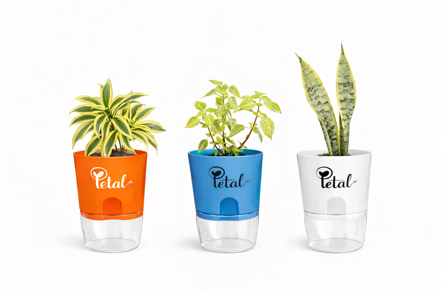 Set Of 3 Plants with Self Watering Pots - Green Bloodleaf Plant, Dracena Reflexa & Snake Plant