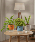 Set Of 3 Plants with Self Watering Pots - Money Plant, Green Bloodleaf Plant & Snake Plant