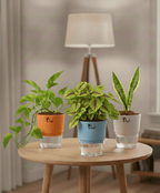 Set Of 3 Plants with Self Watering Pots - Money Plant, Green Bloodleaf Plant & Snake Plant