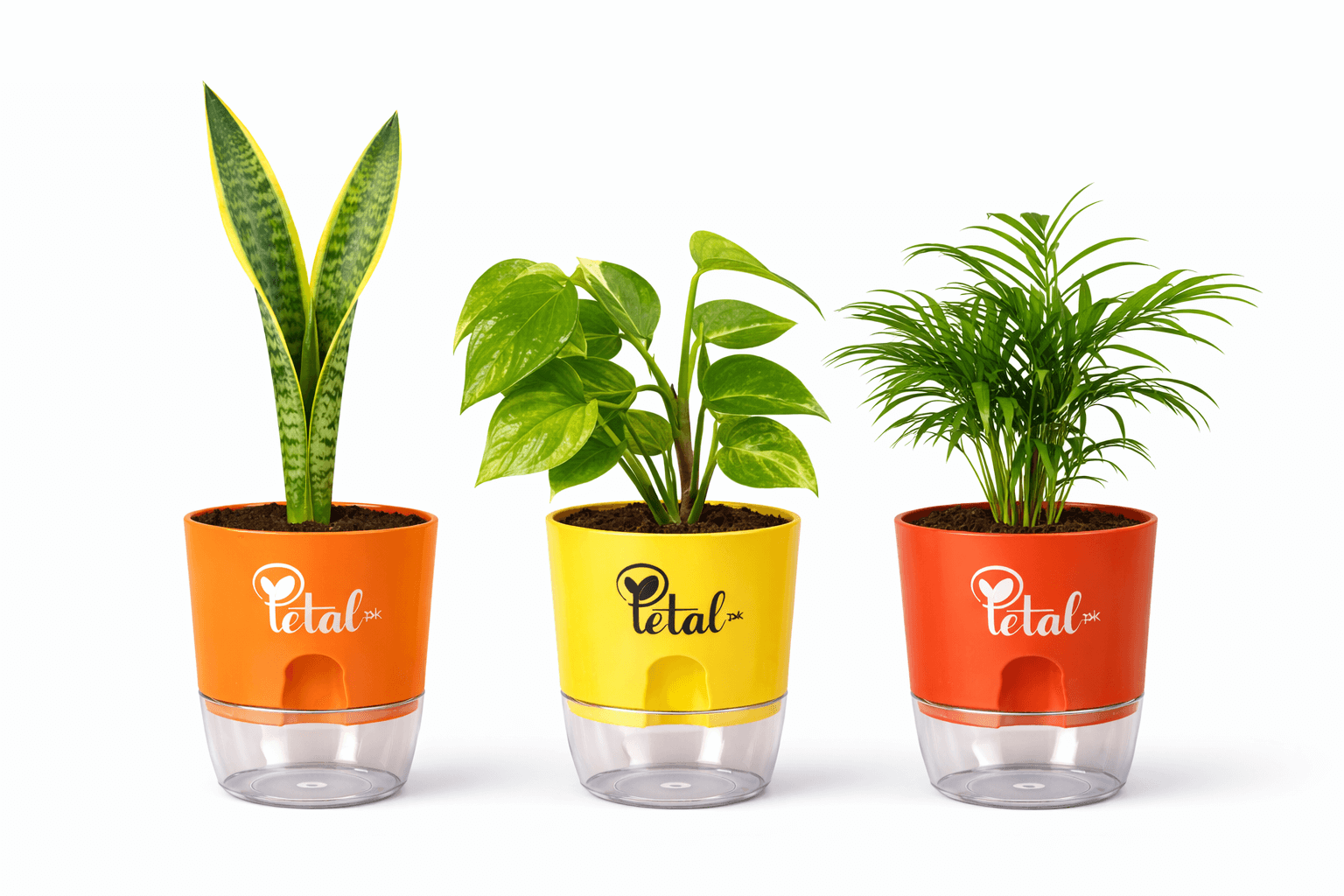 areca palm snake plant and money plant Set Of 3 Plants with Self Watering Pots