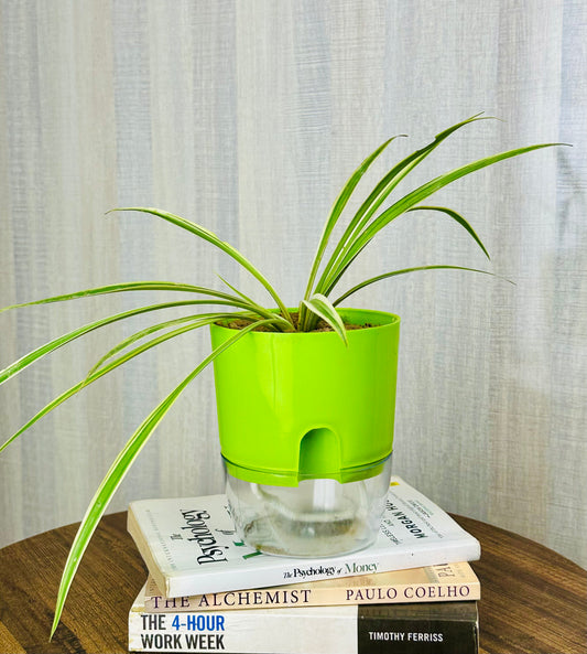 Spider Plant with Self Watering Plot